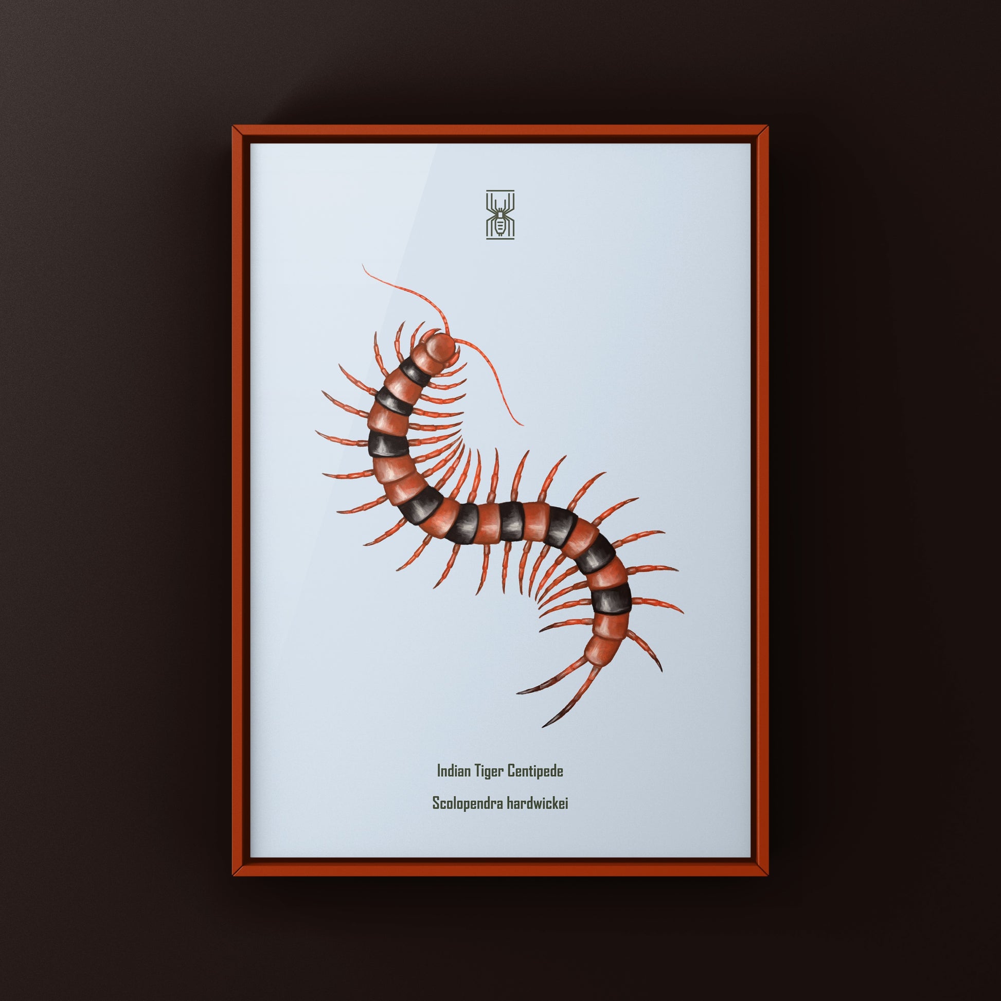 Red Indian Tiger Centipede, Scolopendra Hardwickei, Photographic Art Print from The Silk Ranch