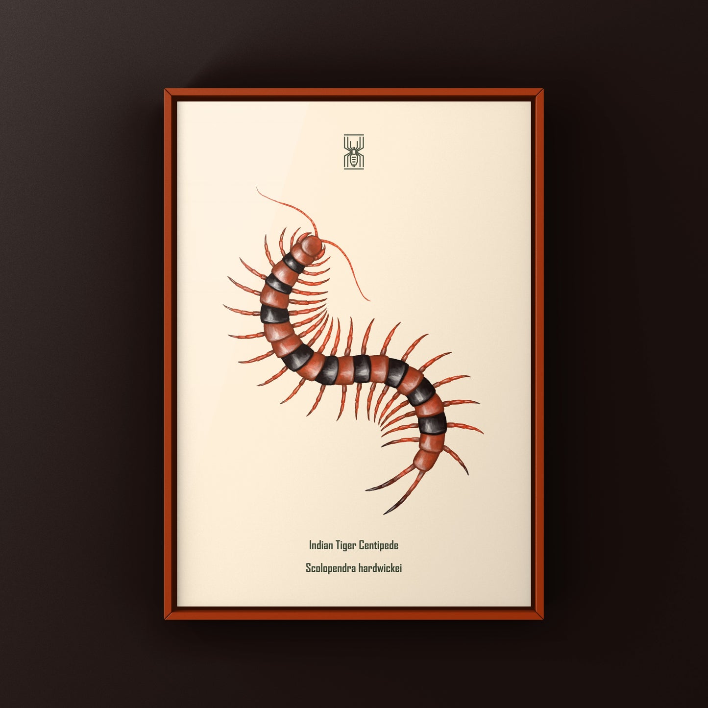 Red Indian Tiger Centipede, Scolopendra Hardwickei, Photographic Art Print from The Silk Ranch
