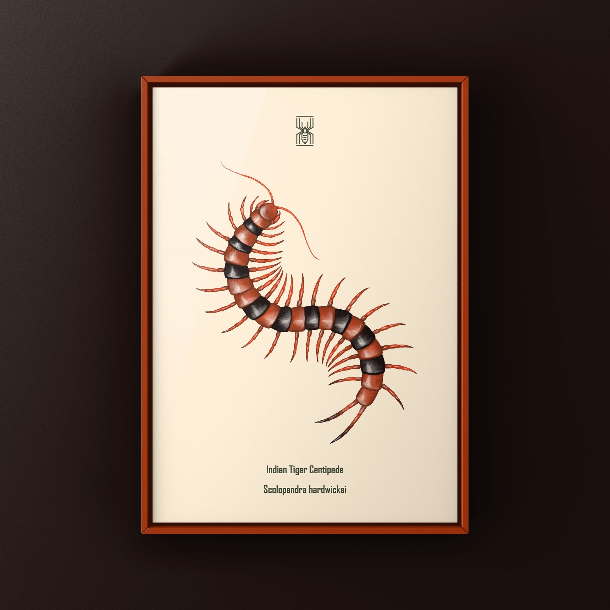 Red Indian Tiger Centipede, Scolopendra Hardwickei, Photographic Art Print from The Silk Ranch