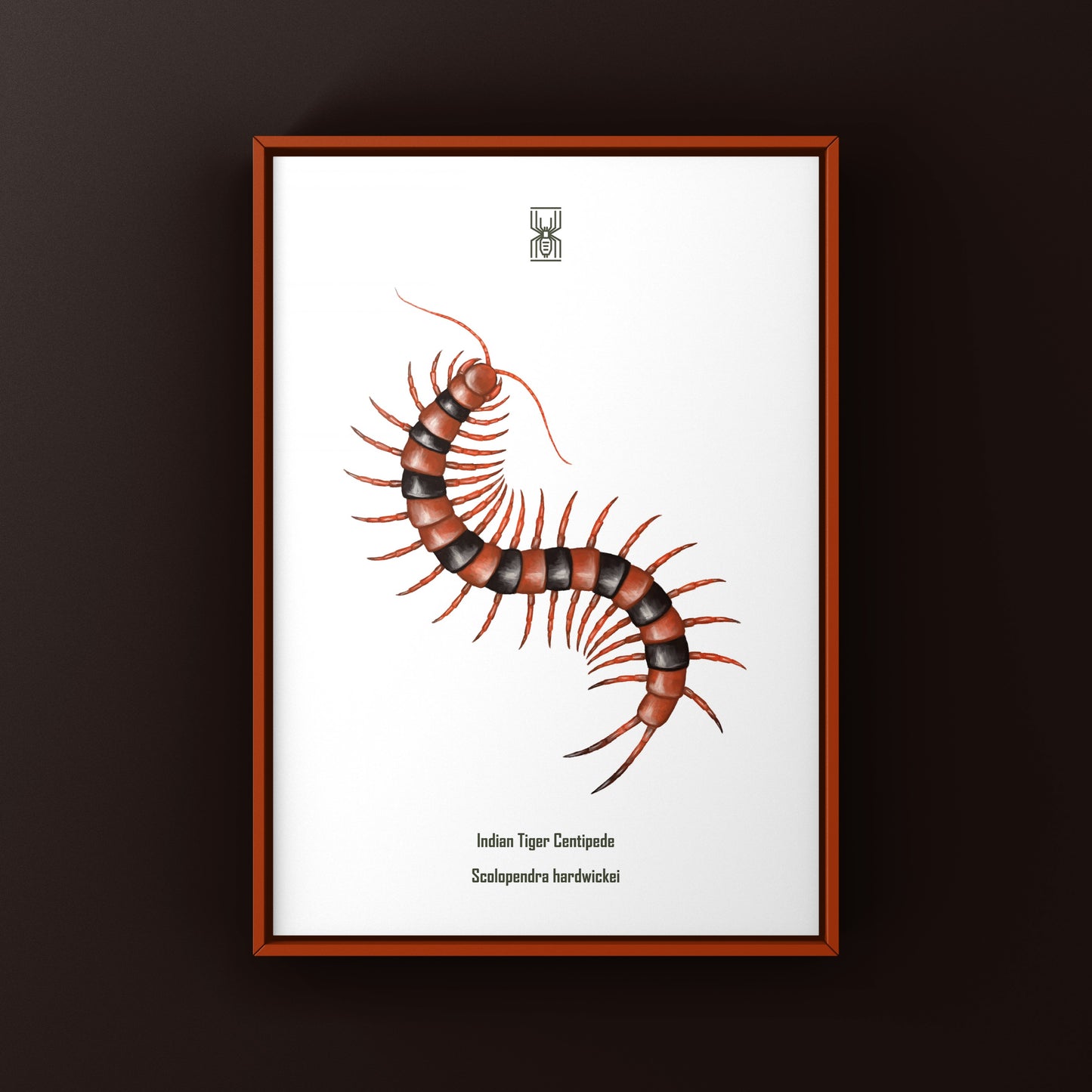 Red Indian Tiger Centipede, Scolopendra Hardwickei, Photographic Art Print from The Silk Ranch