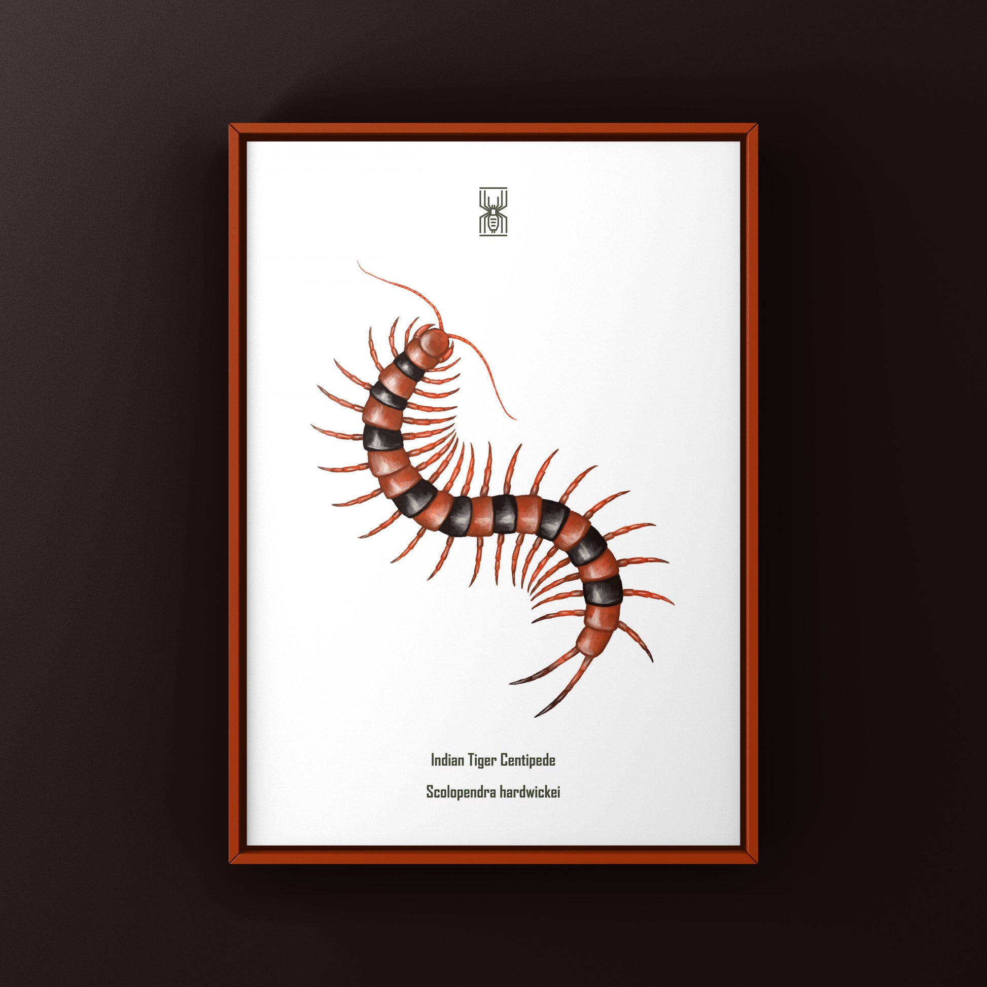 Red Indian Tiger Centipede, Scolopendra Hardwickei, Photographic Art Print from The Silk Ranch