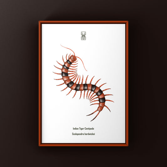 Red Indian Tiger Centipede, Scolopendra Hardwickei, Photographic Art Print from The Silk Ranch