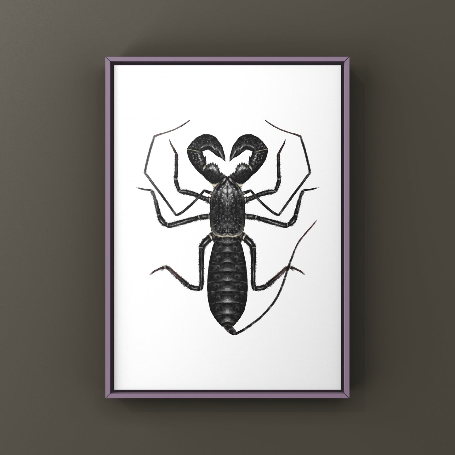 Giant Vinegaroon, Mastigoproctus Giganteus, Photographic Art Print from The Silk Ranch