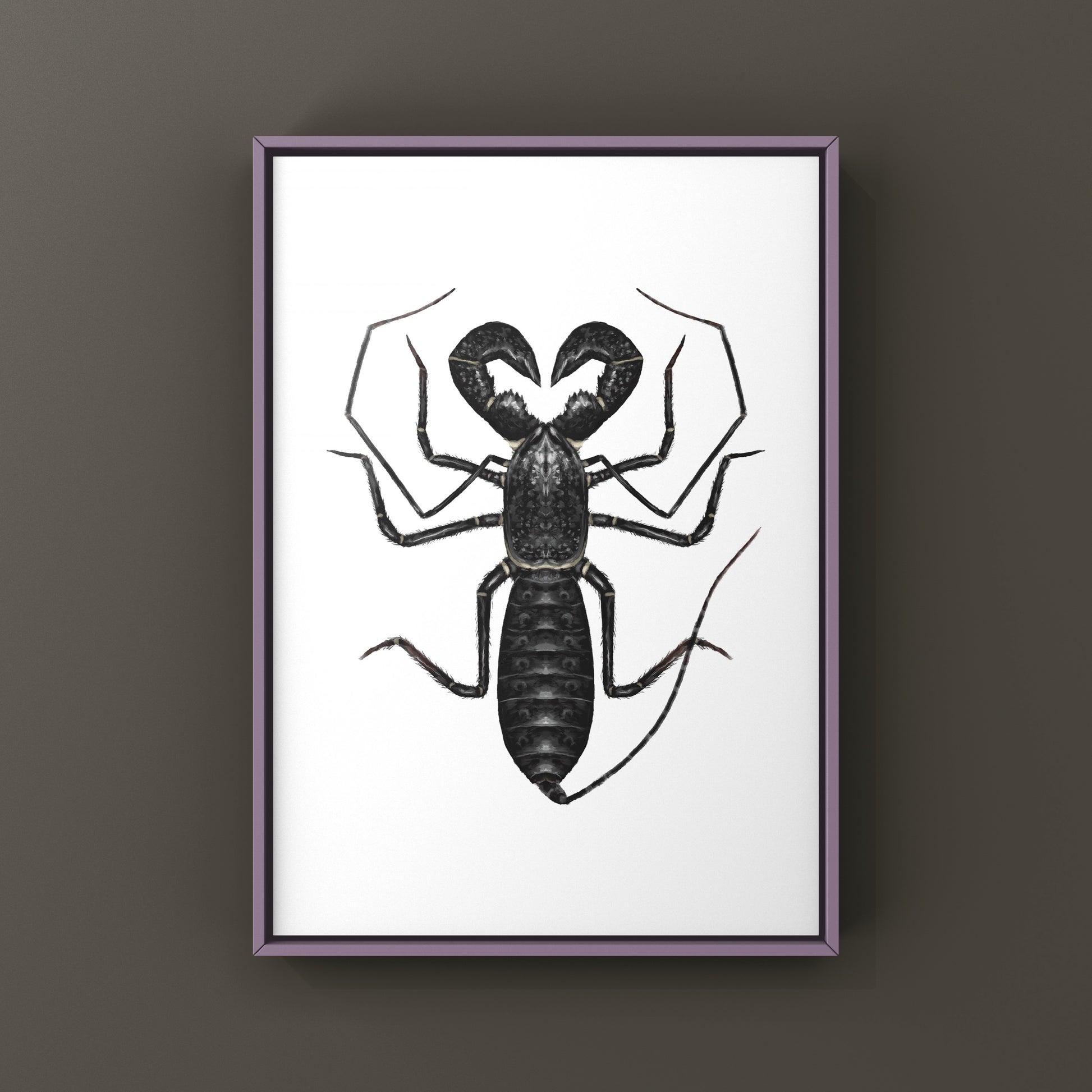 Giant Vinegaroon, Mastigoproctus Giganteus, Photographic Art Print from The Silk Ranch