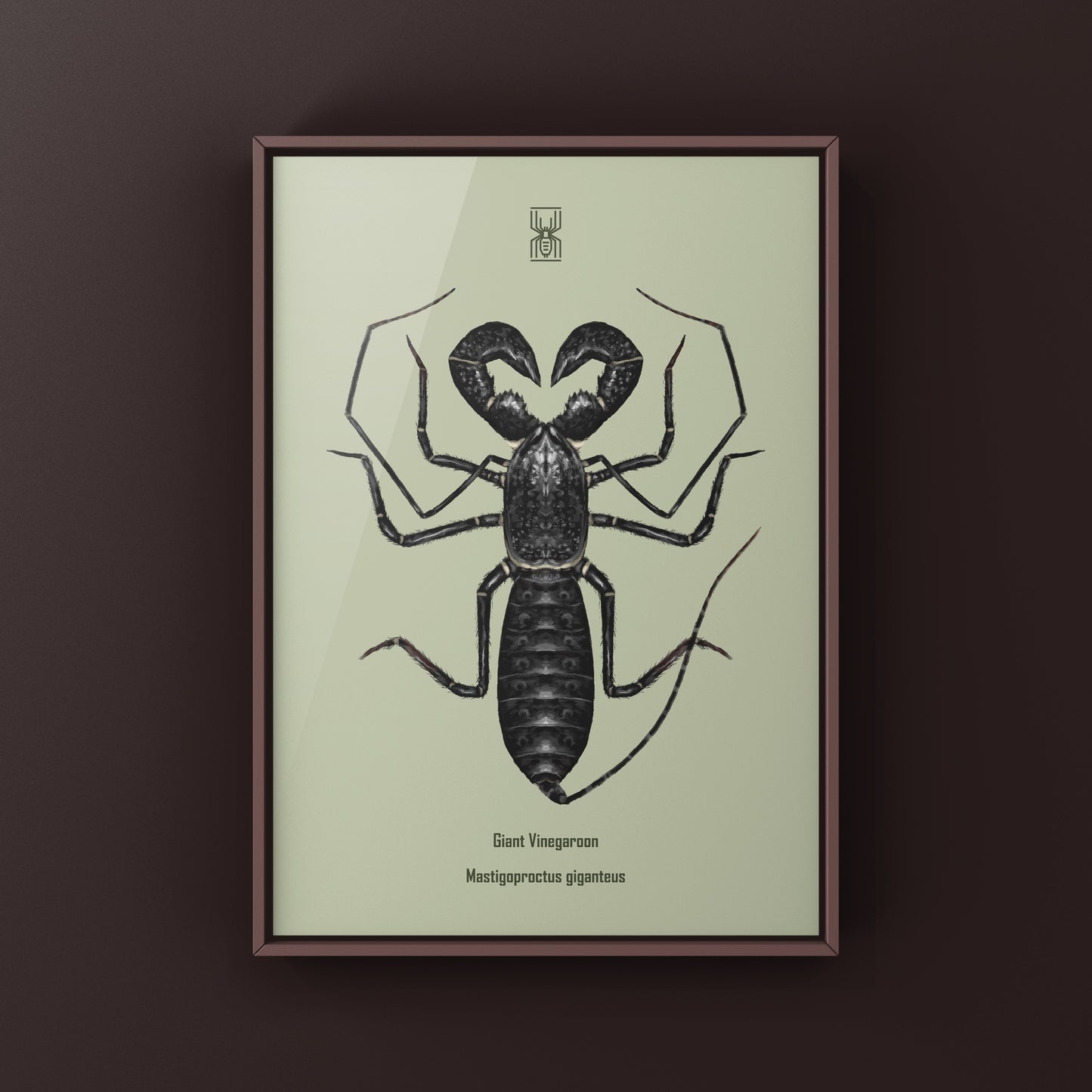 Giant Vinegaroon, Mastigoproctus Giganteus, Photographic Art Print from The Silk Ranch