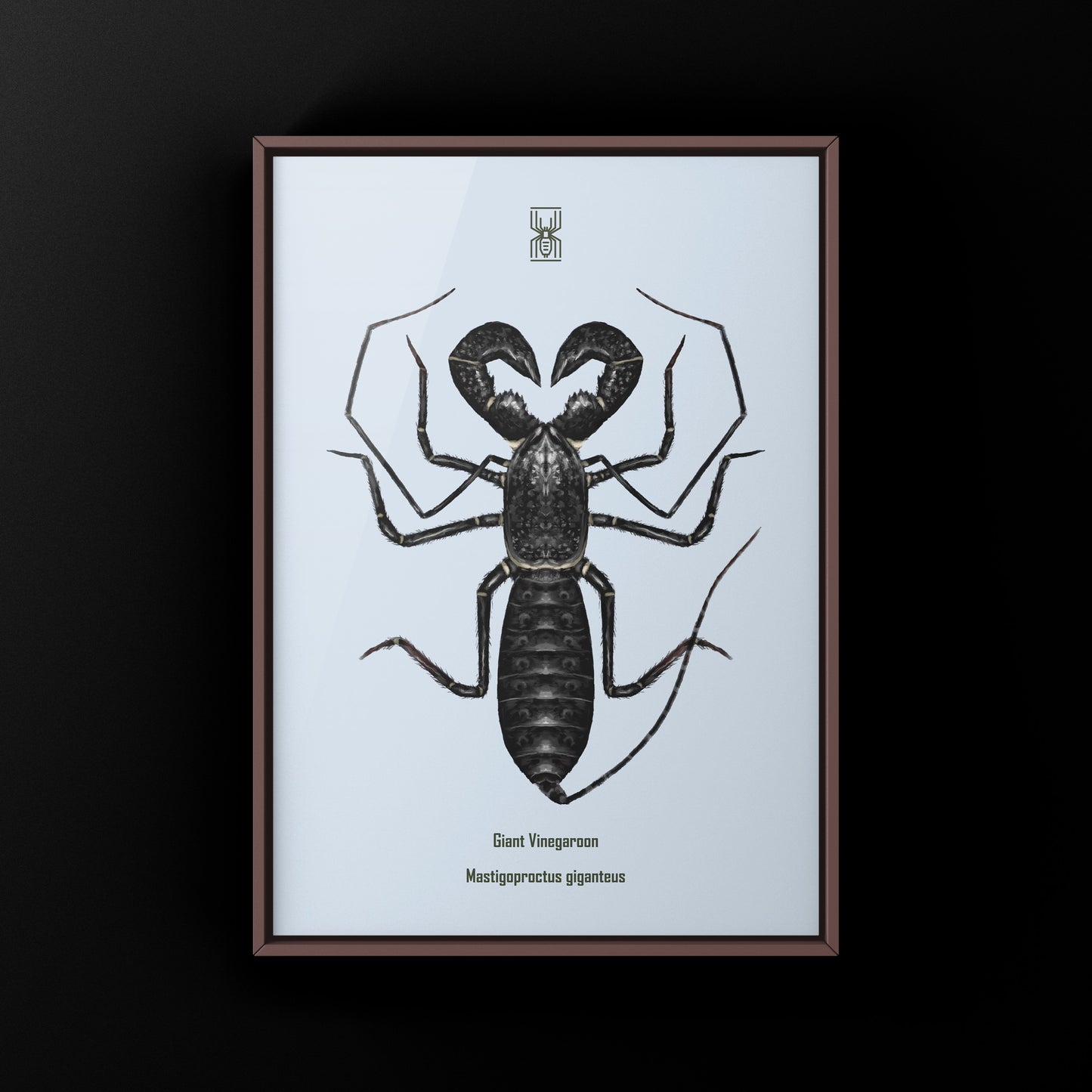 Giant Vinegaroon, Mastigoproctus Giganteus, Photographic Art Print from The Silk Ranch