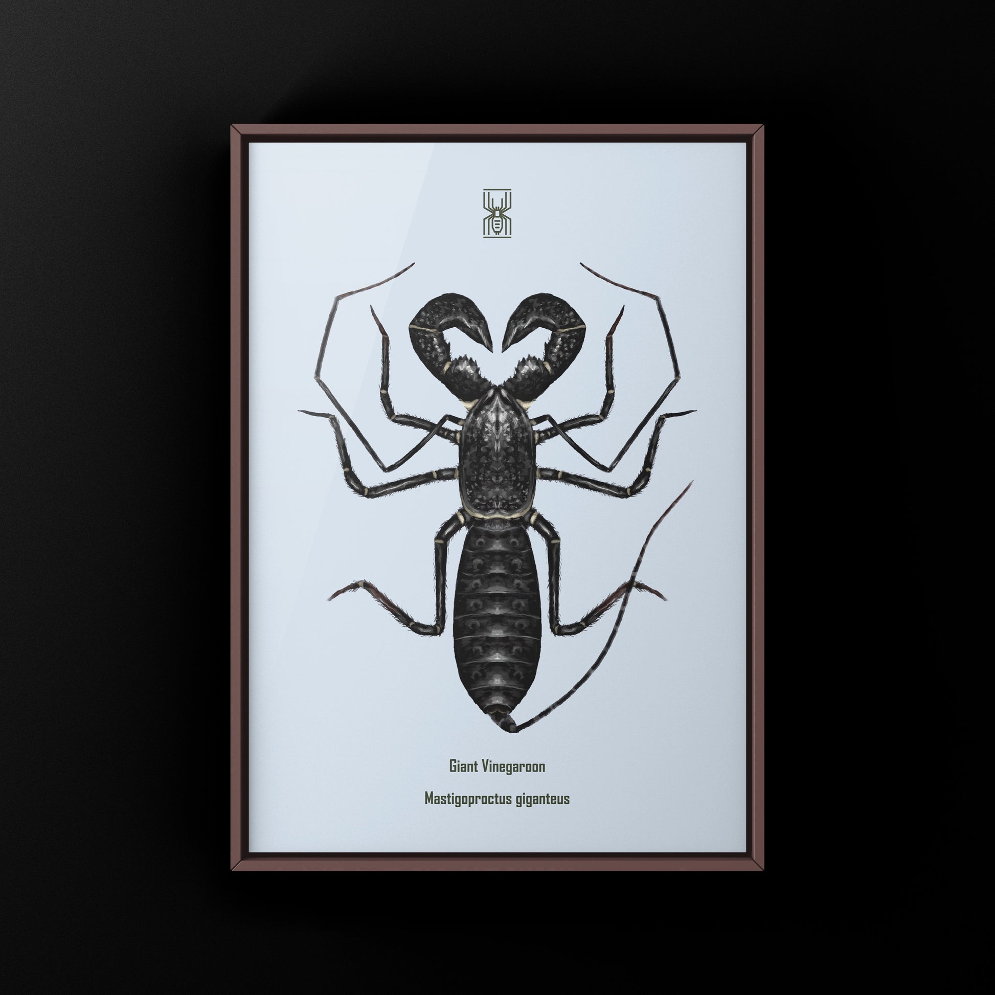 Giant Vinegaroon, Mastigoproctus Giganteus, Photographic Art Print from The Silk Ranch