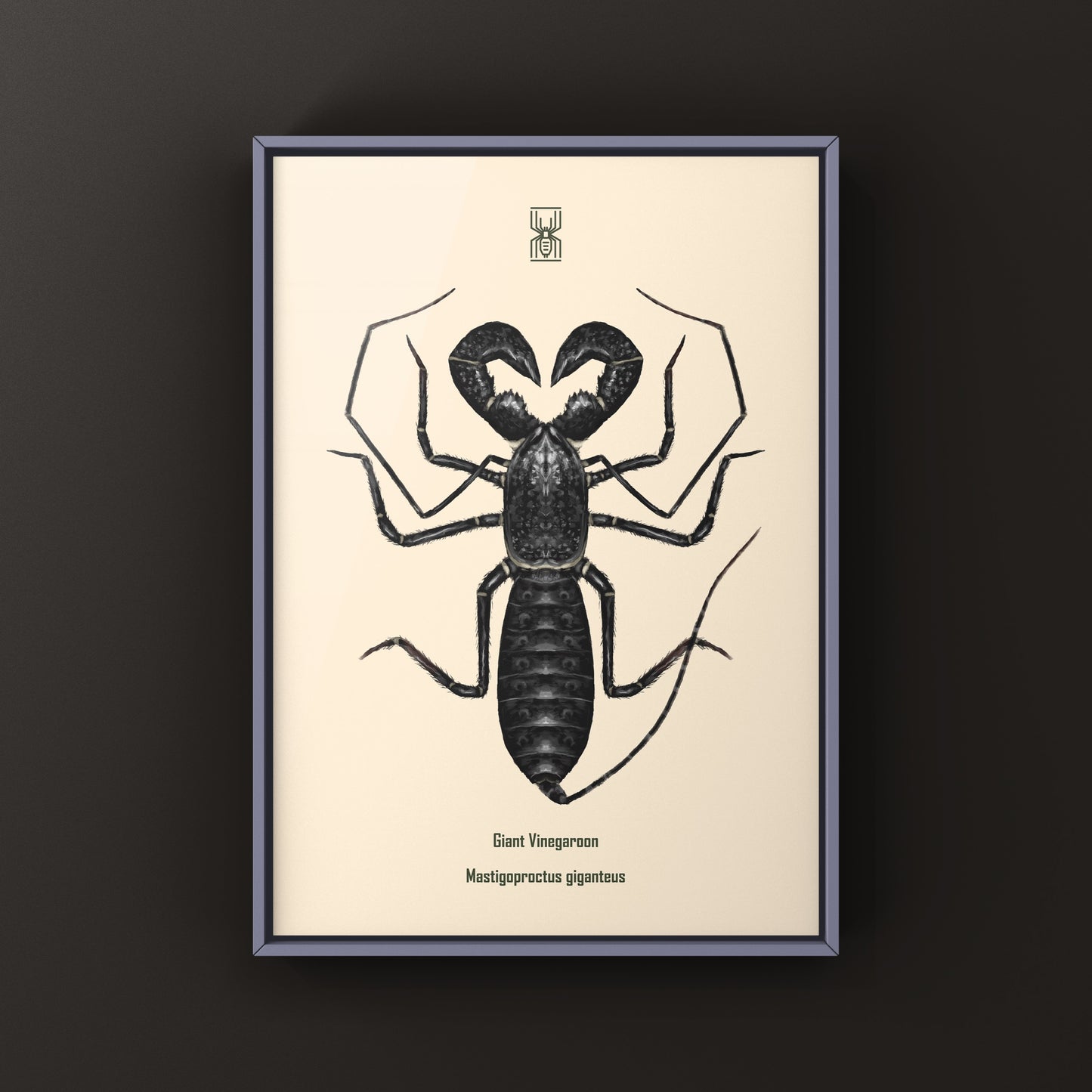 Giant Vinegaroon, Mastigoproctus Giganteus, Photographic Art Print from The Silk Ranch