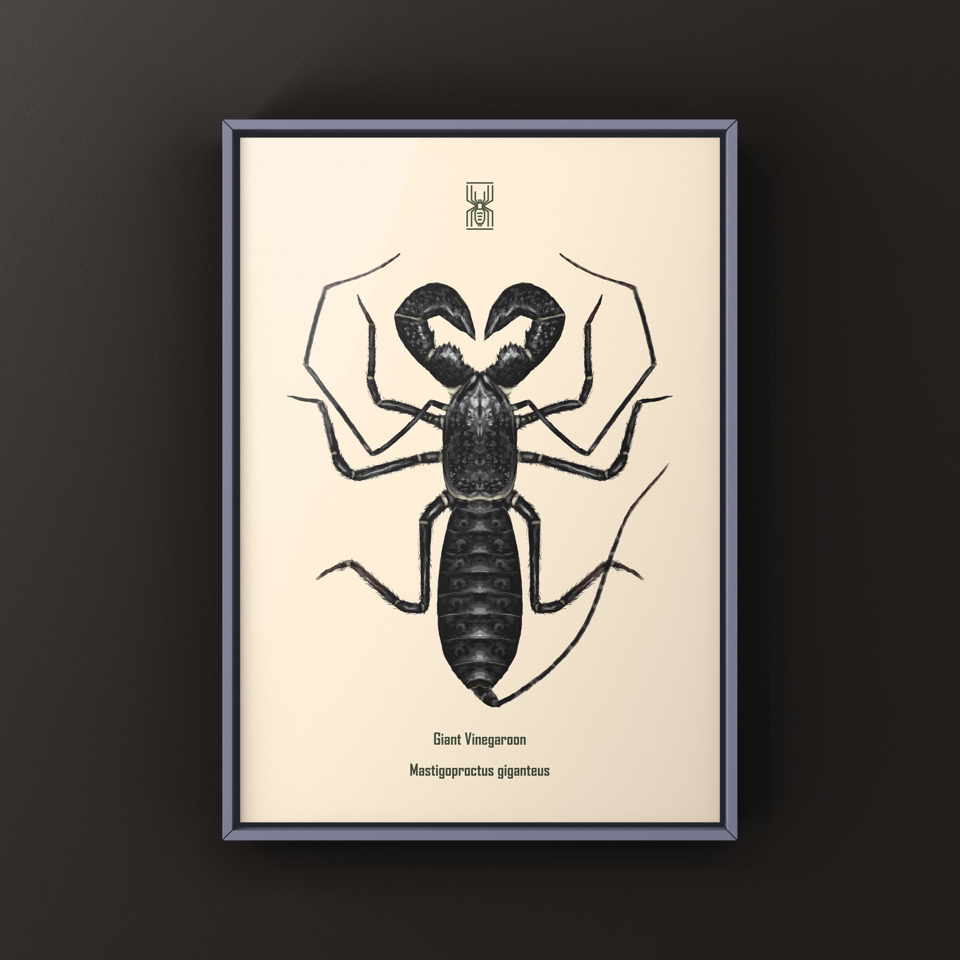 Giant Vinegaroon, Mastigoproctus Giganteus, Photographic Art Print from The Silk Ranch