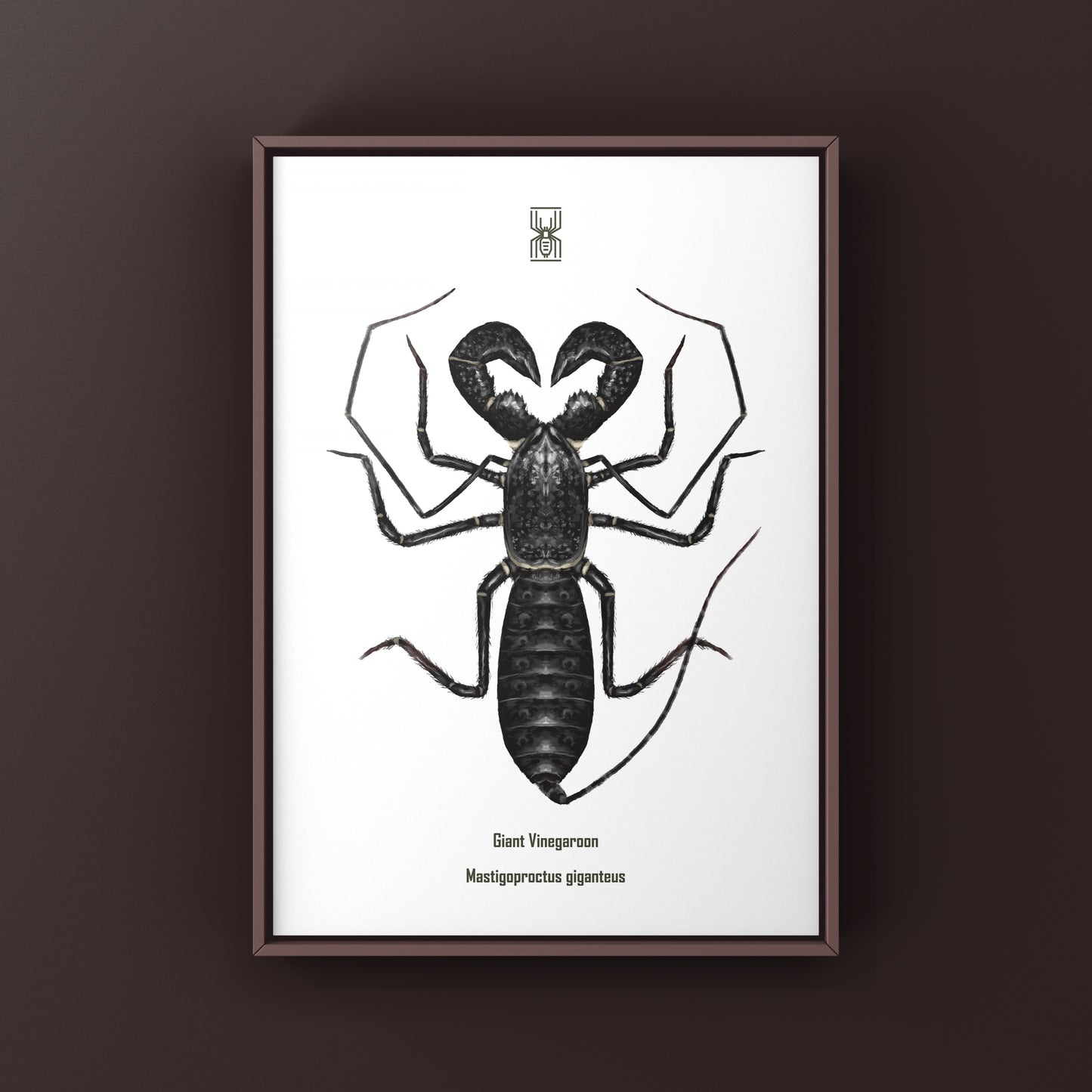 Giant Vinegaroon, Mastigoproctus Giganteus, Photographic Art Print from The Silk Ranch