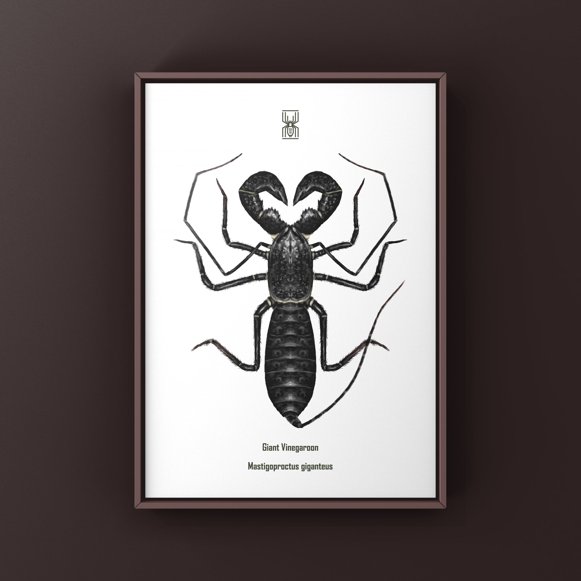 Giant Vinegaroon, Mastigoproctus Giganteus, Photographic Art Print from The Silk Ranch