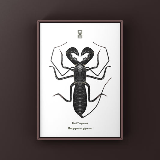 Giant Vinegaroon, Mastigoproctus Giganteus, Photographic Art Print from The Silk Ranch
