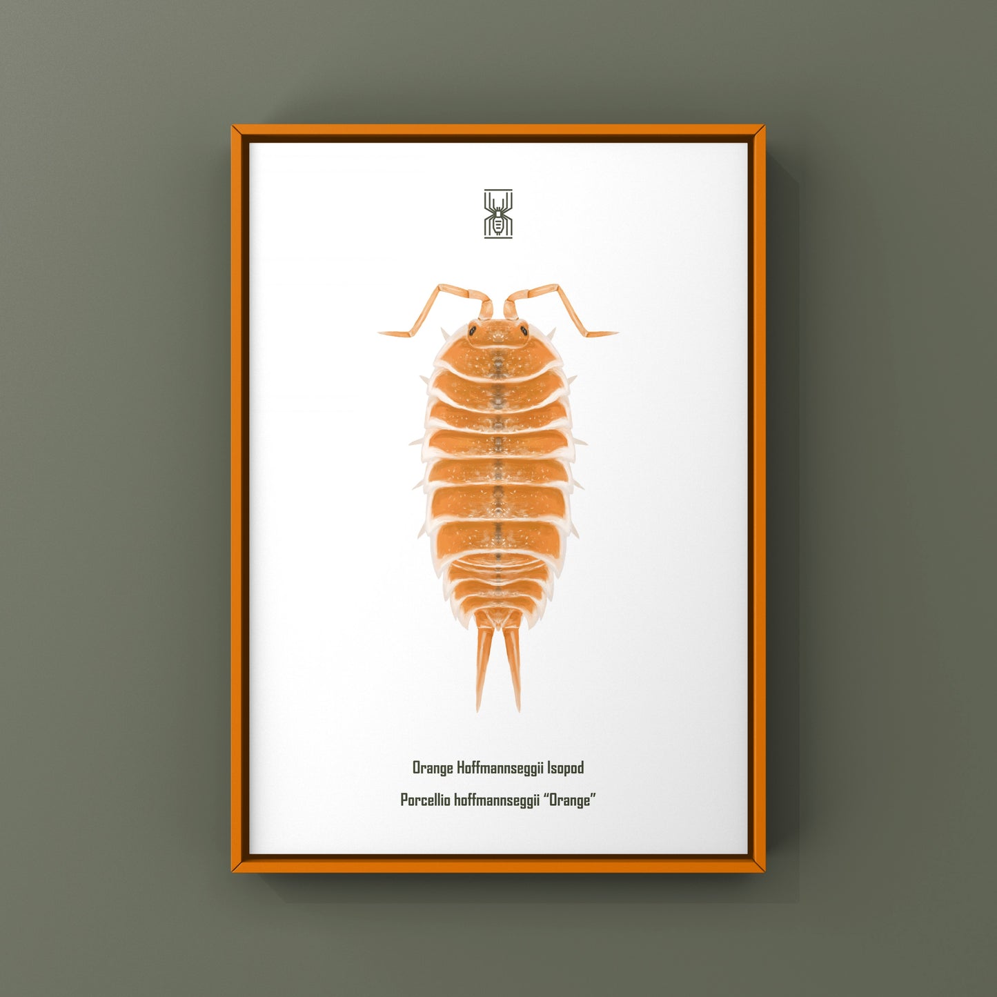 Orange Hoffmannseggii Isopod Art Print (Porcellio hoffmannseggii "Orange")