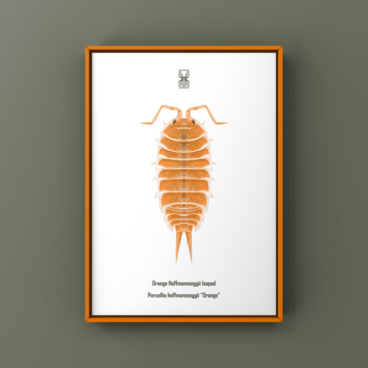 Orange Hoffmannseggii Isopod Art Print (Porcellio hoffmannseggii "Orange")