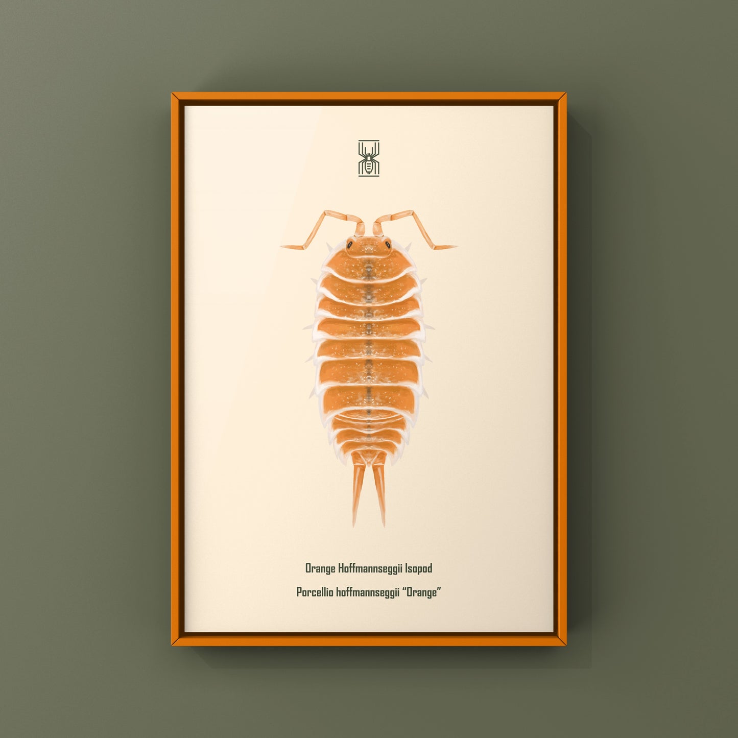 Orange Hoffmannseggii Isopod Art Print (Porcellio hoffmannseggii "Orange")