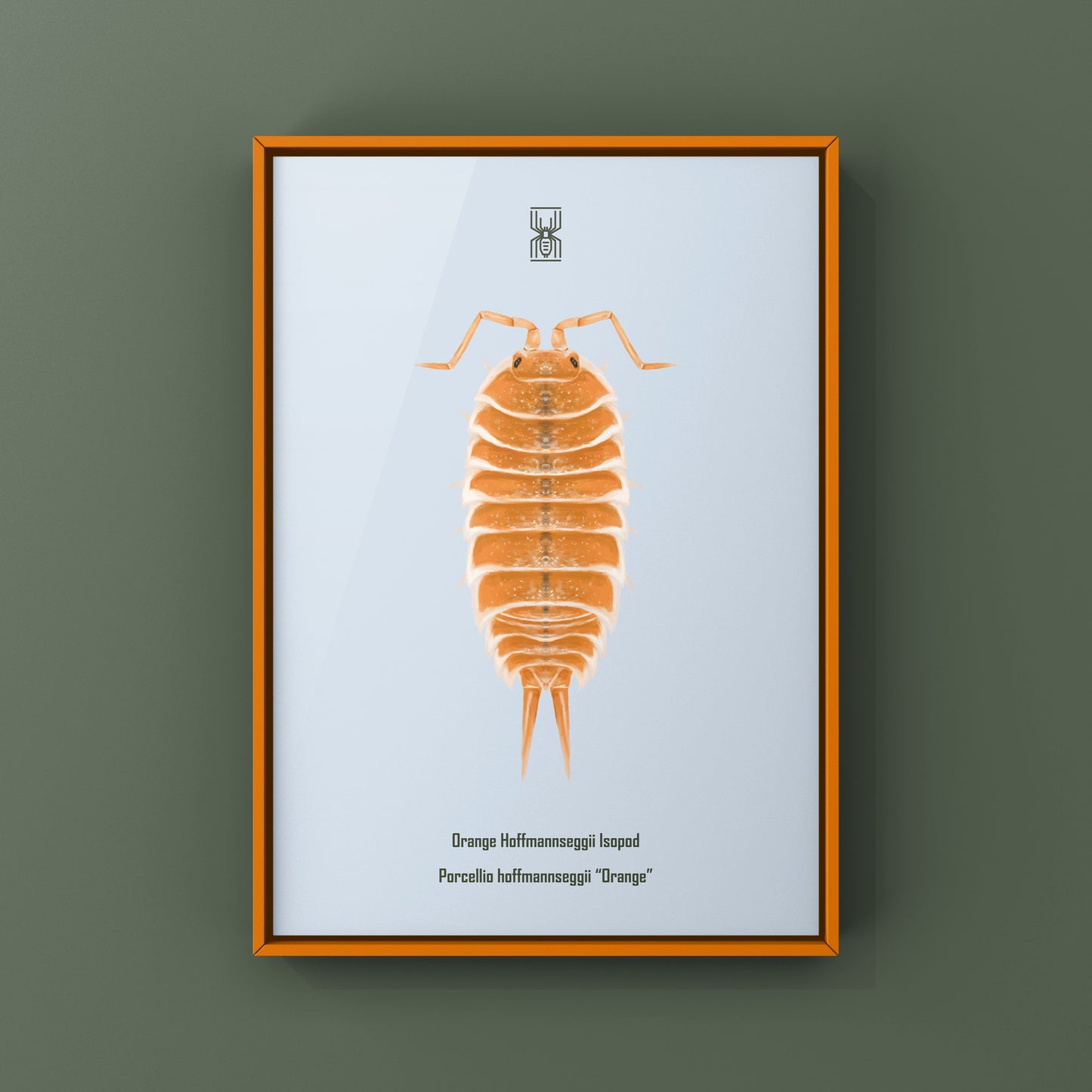 Orange Hoffmannseggii Isopod Art Print (Porcellio hoffmannseggii "Orange")