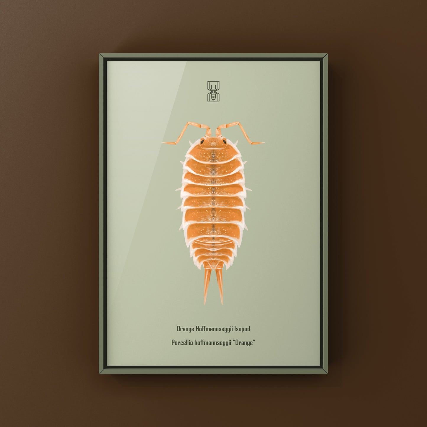Orange Hoffmannseggii Isopod Art Print (Porcellio hoffmannseggii "Orange")