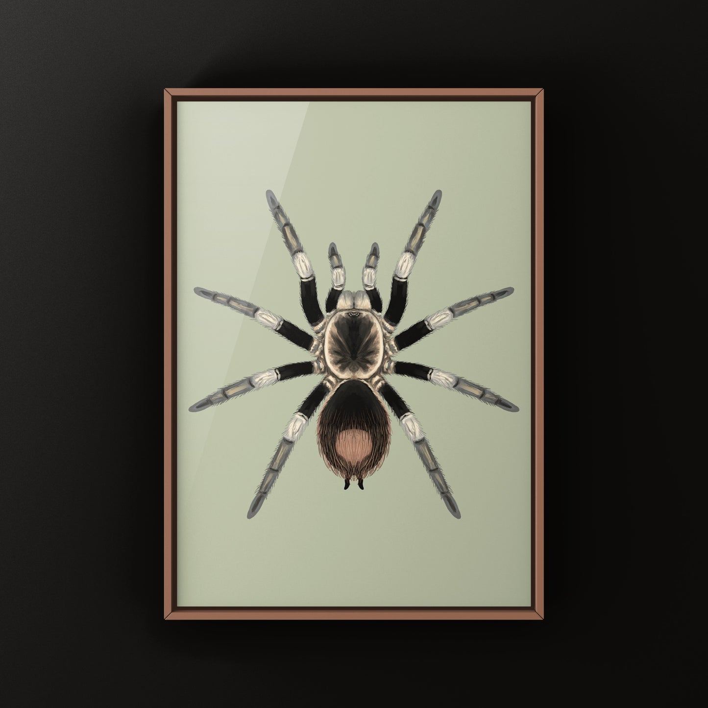Urubamba Giant Tarantula Art Print (Hapalotremus major)