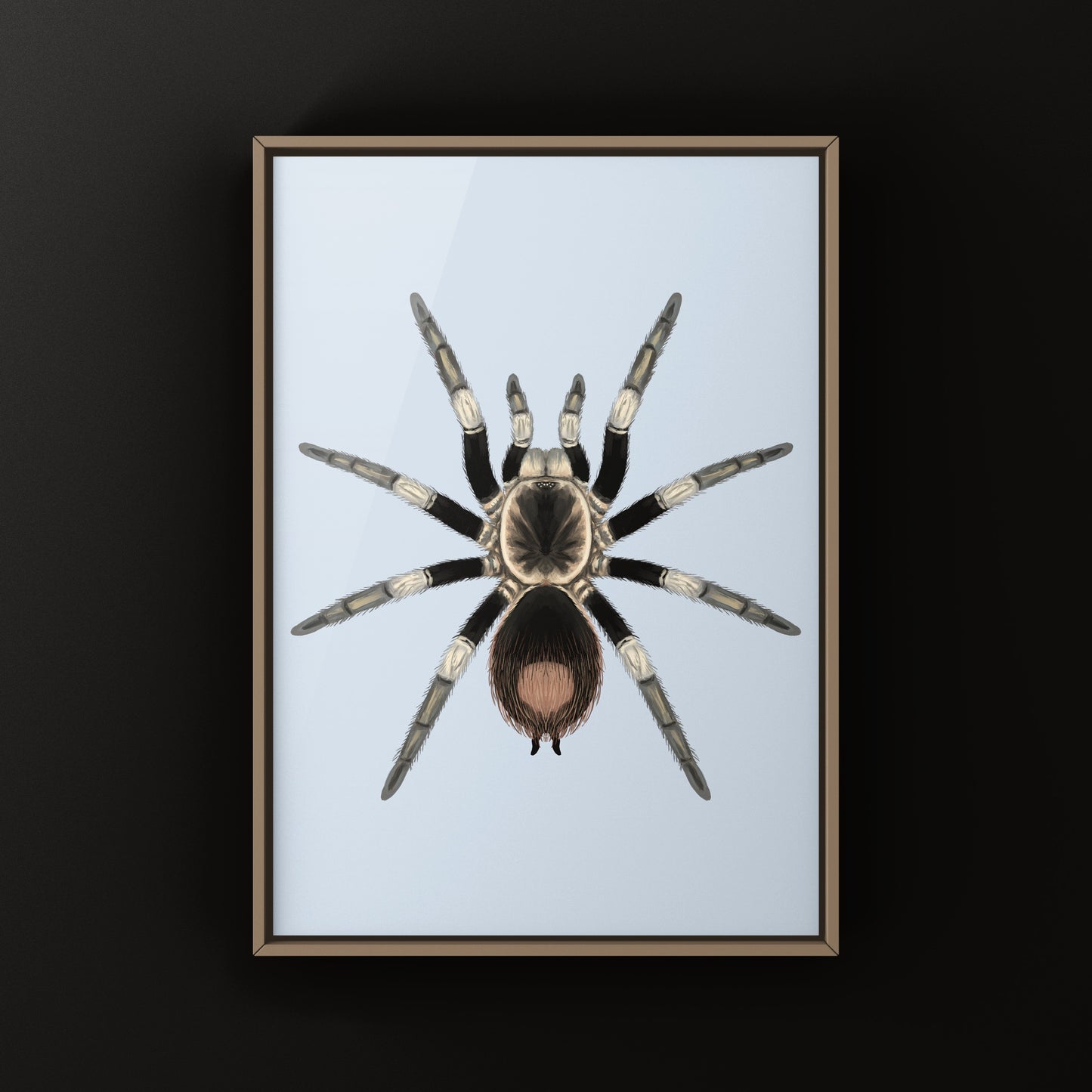 Urubamba Giant Tarantula Art Print (Hapalotremus major)