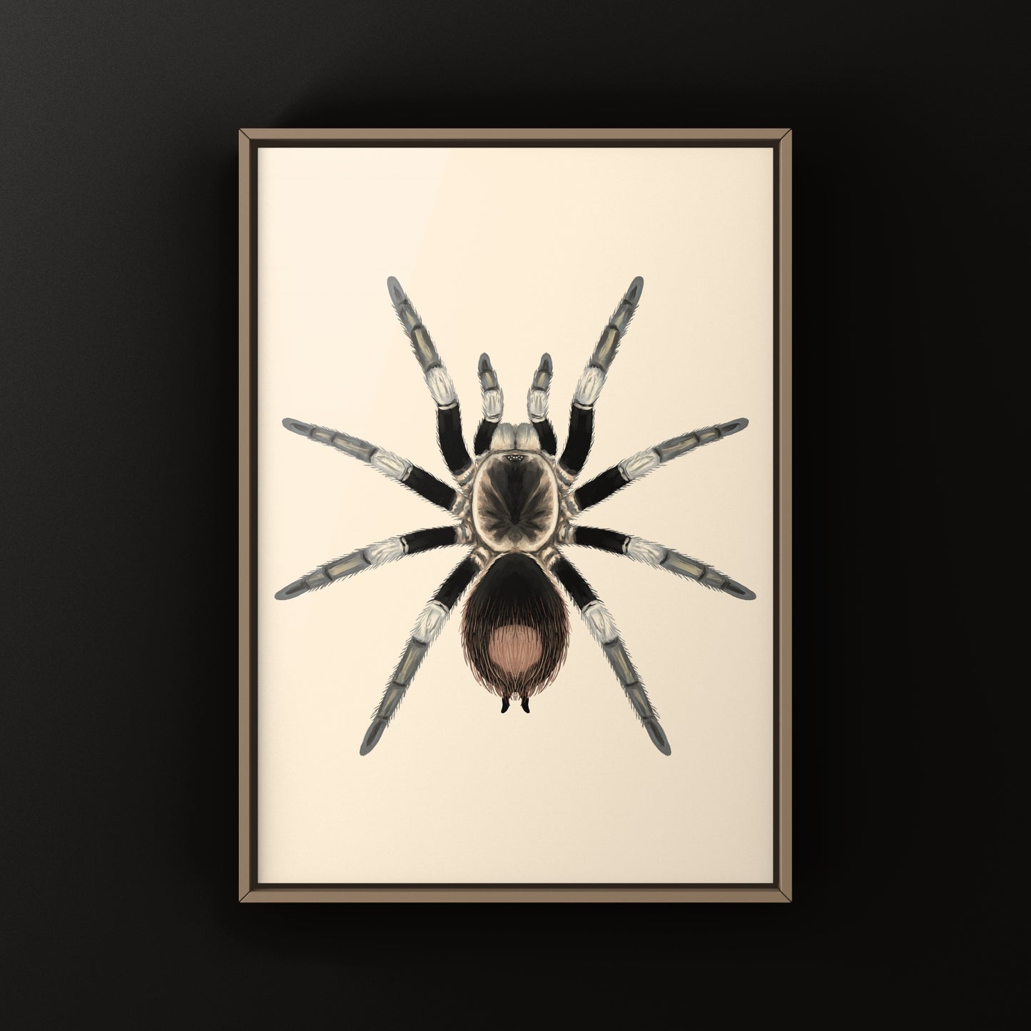 Urubamba Giant Tarantula Art Print (Hapalotremus major)