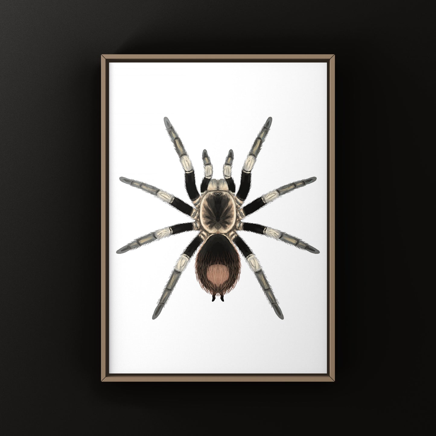 Urubamba Giant Tarantula Art Print (Hapalotremus major)