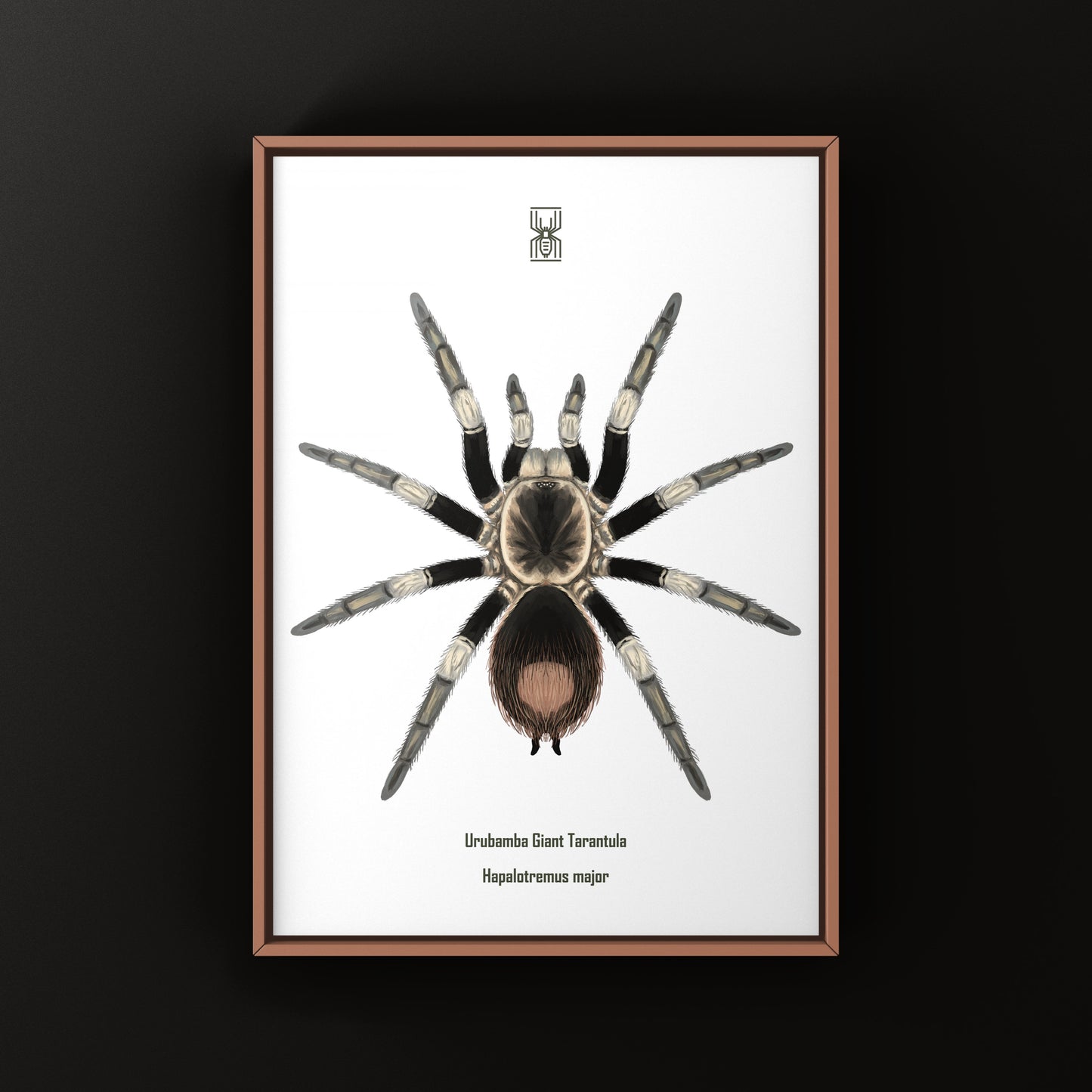 Urubamba Giant Tarantula Art Print (Hapalotremus major)