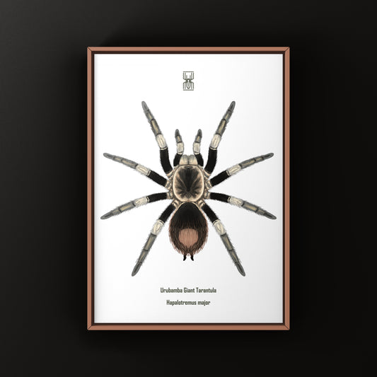 Urubamba Giant Tarantula Art Print (Hapalotremus major)