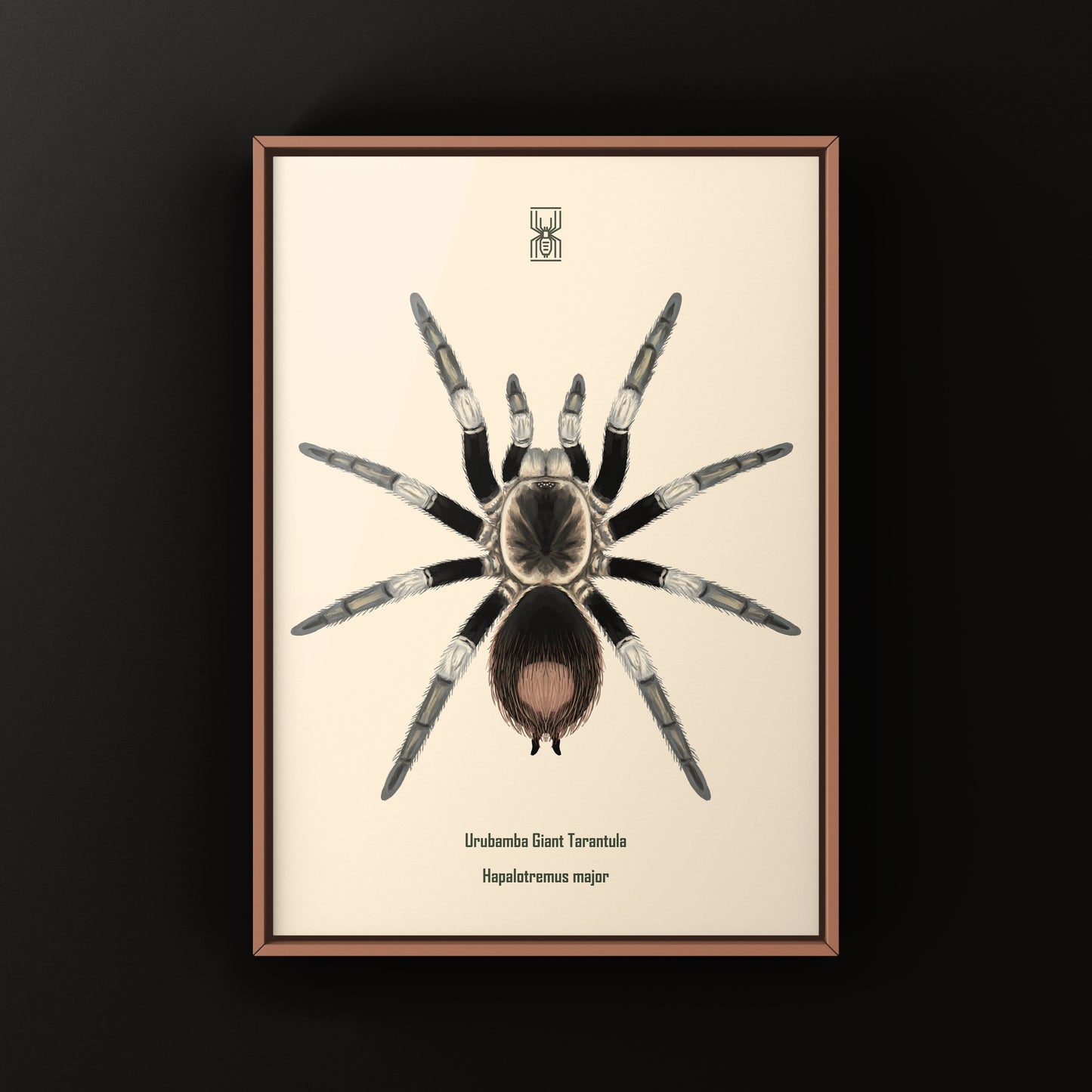 Urubamba Giant Tarantula Art Print (Hapalotremus major)