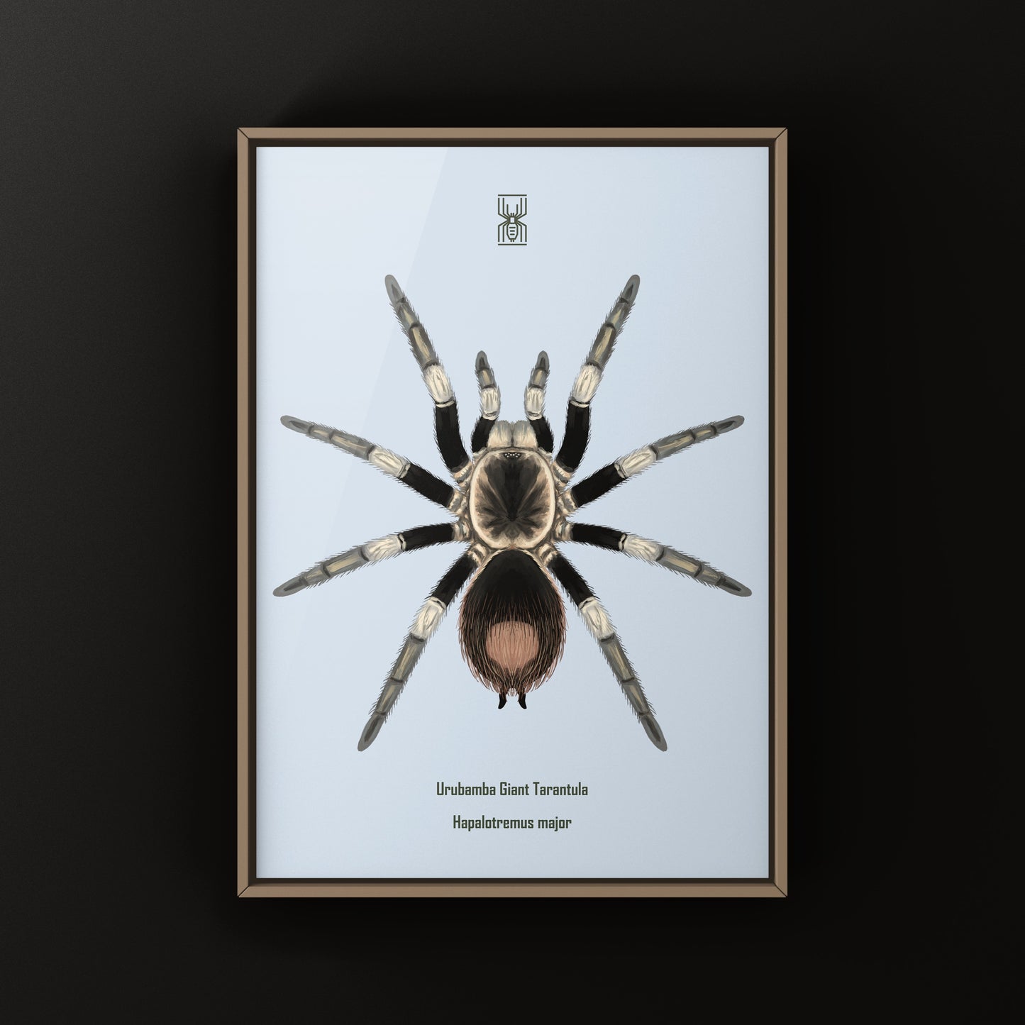 Urubamba Giant Tarantula Art Print (Hapalotremus major)
