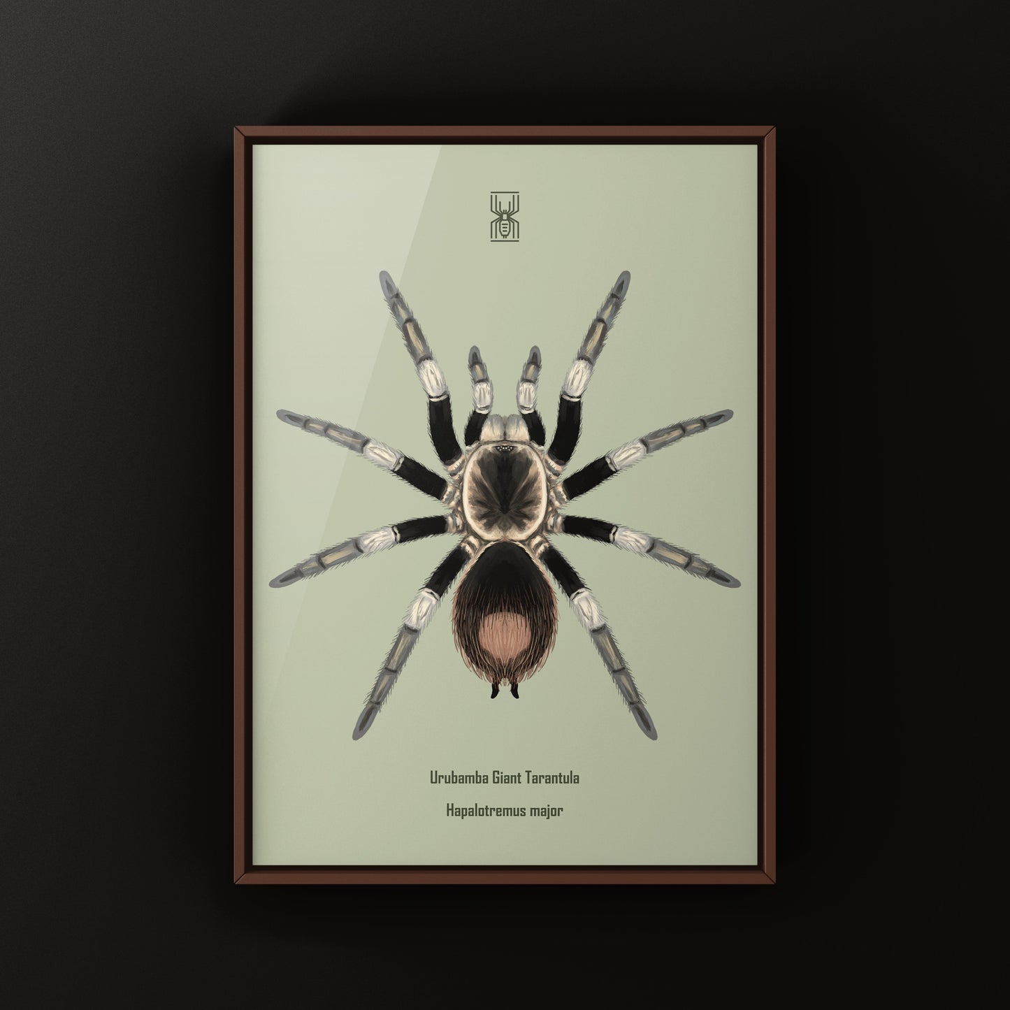 Urubamba Giant Tarantula Art Print (Hapalotremus major)
