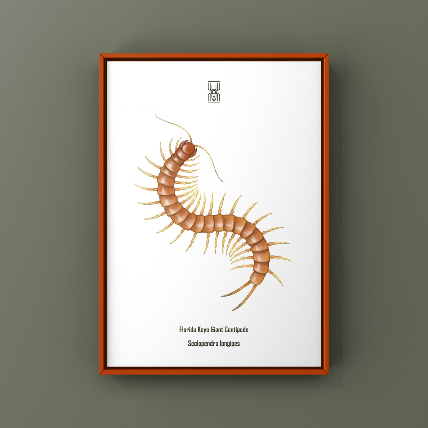 Florida Keys Giant Centipede Art Print (Scolopendra longipes)