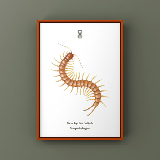 Detailed art print of a Florida Keys giant centipede (Scolopendra longipes) by The Silk Ranch, showcasing vibrant colors and intricate details.