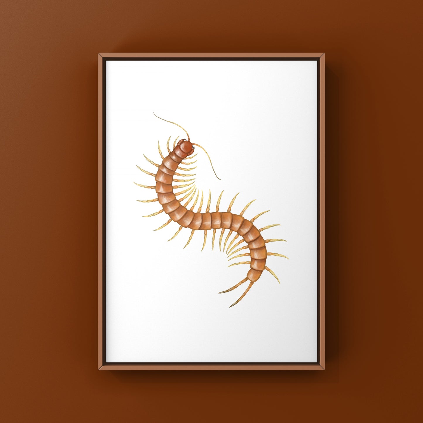Florida Keys Giant Centipede Art Print (Scolopendra longipes)