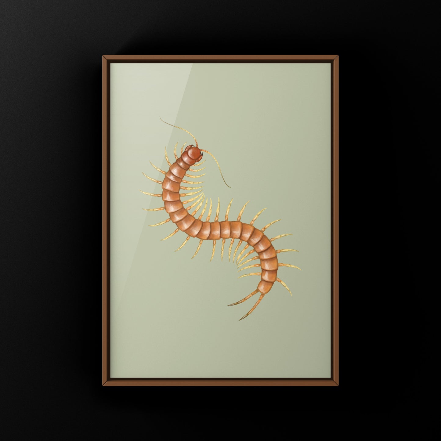 Florida Keys Giant Centipede Art Print (Scolopendra longipes)
