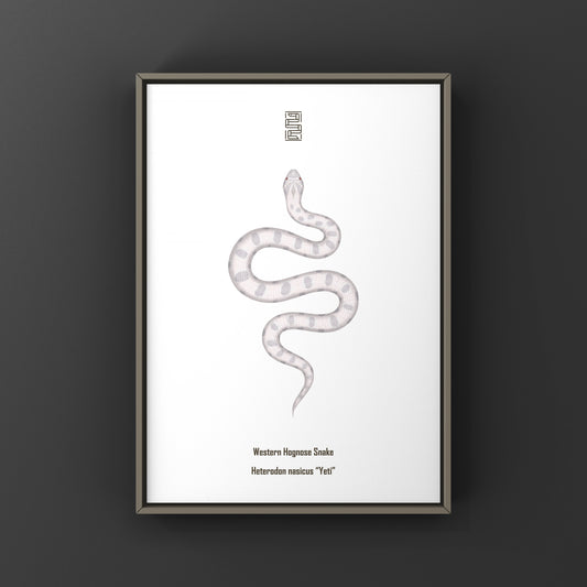 Yeti Western Hognose Snake Art Print (Heterodon nasicus)