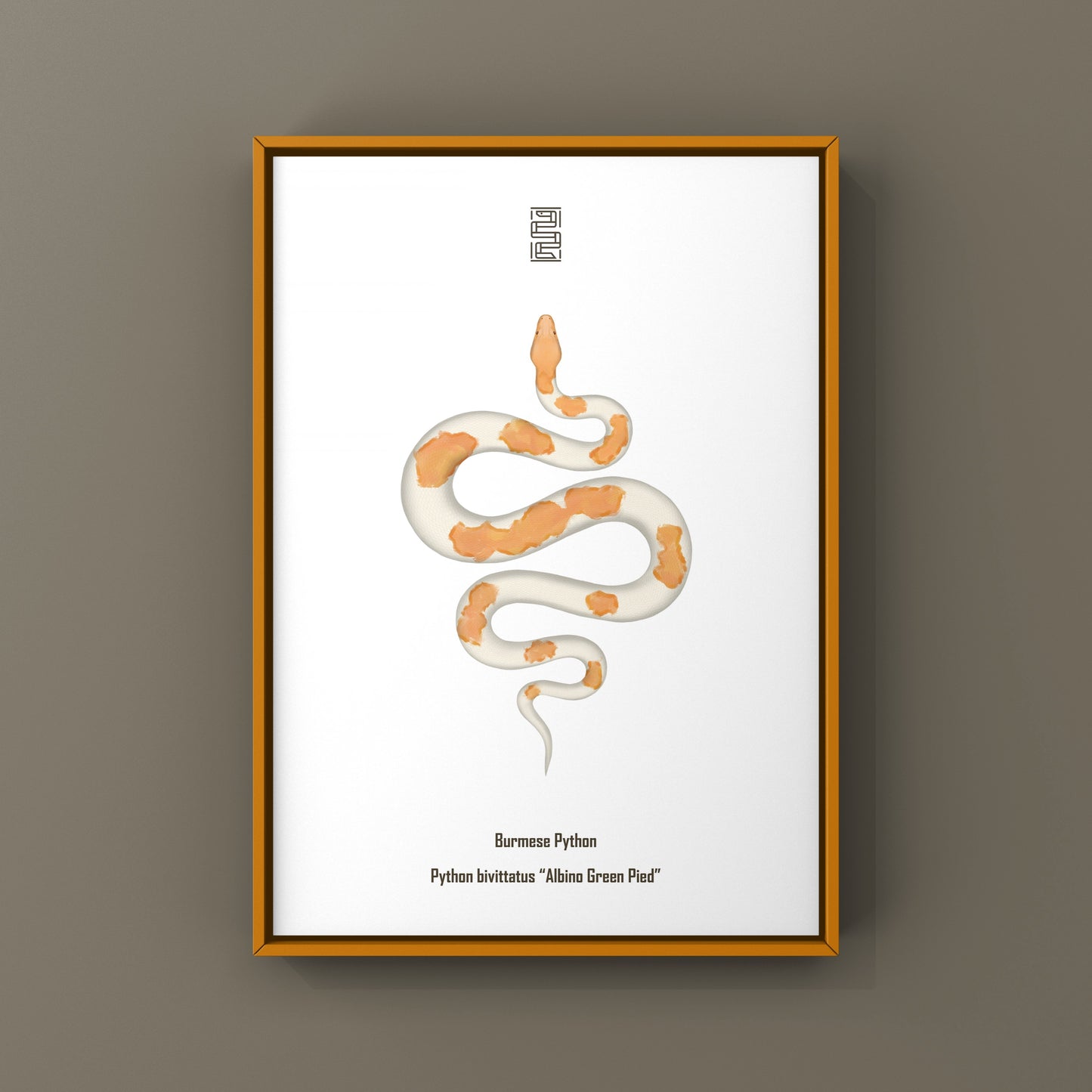 Albino Green Pied Burmese Python Art Print (Python bivittatus)