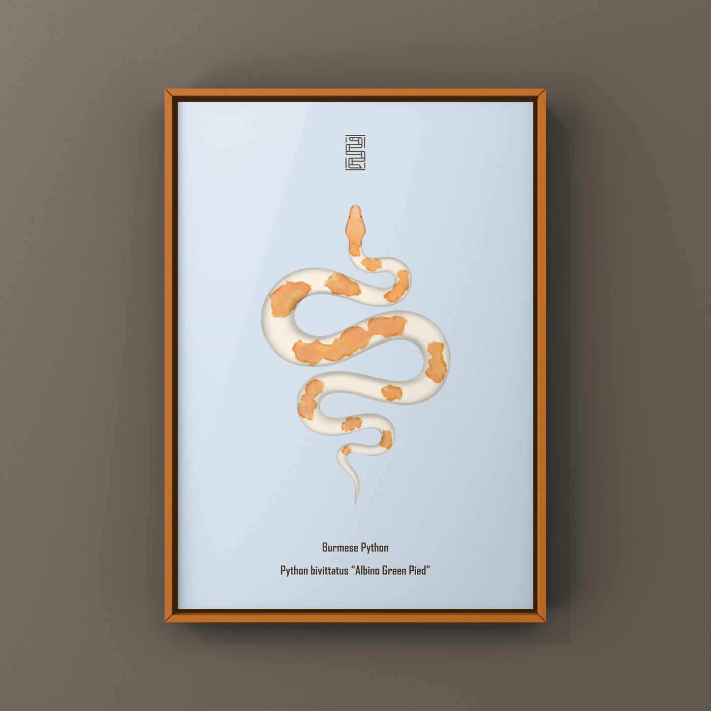 Albino Green Pied Burmese Python Art Print (Python bivittatus)