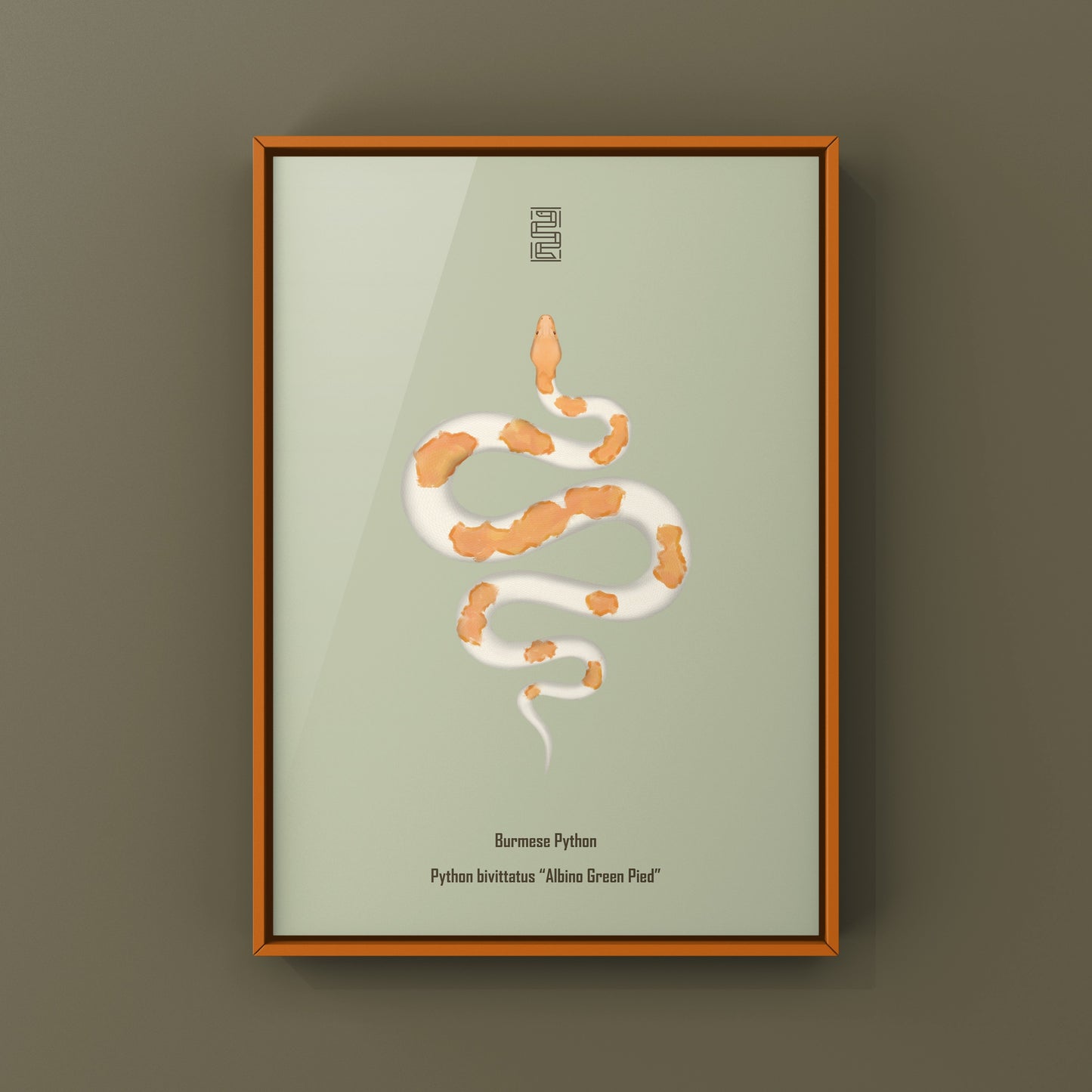Albino Green Pied Burmese Python Art Print (Python bivittatus)