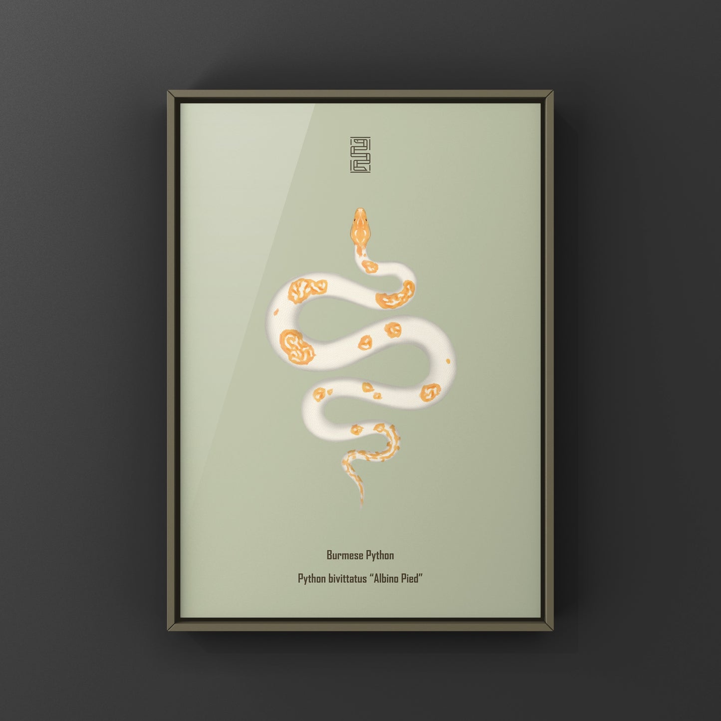Albino Pied Burmese Python Art Print (Python bivittatus)