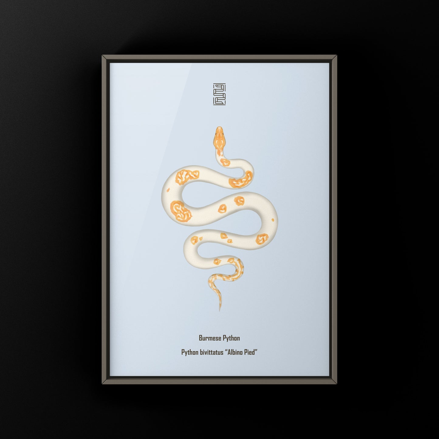 Albino Pied Burmese Python Art Print (Python bivittatus)