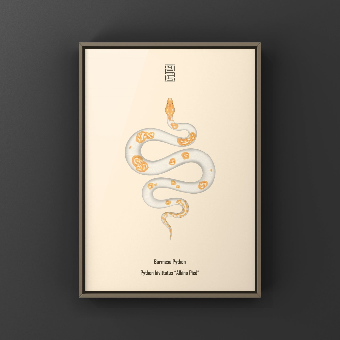 Albino Pied Burmese Python Art Print (Python bivittatus)