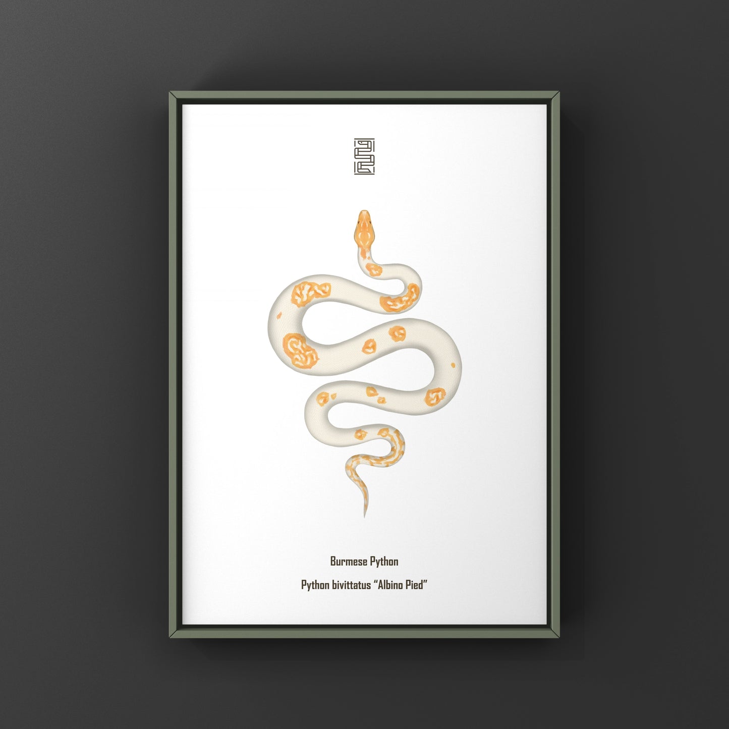 Albino Pied Burmese Python Art Print (Python bivittatus)