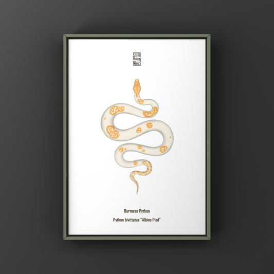 Albino Pied Burmese Python Art Print (Python bivittatus)