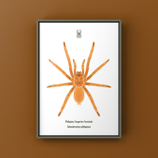 Philippine tangerine tarantula art print featuring detailed illustration of Selenobrachys philippinus by The Silk Ranch