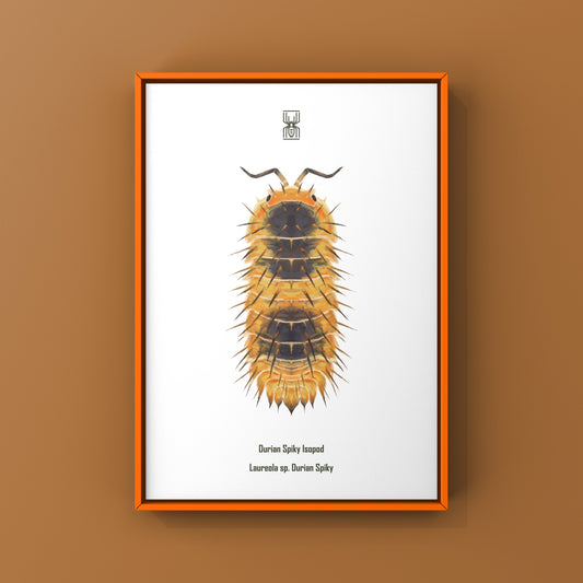 Durian Spiky Isopod art print by The Silk Ranch showcasing detailed isopod illustration with spiky exterior and natural colors.