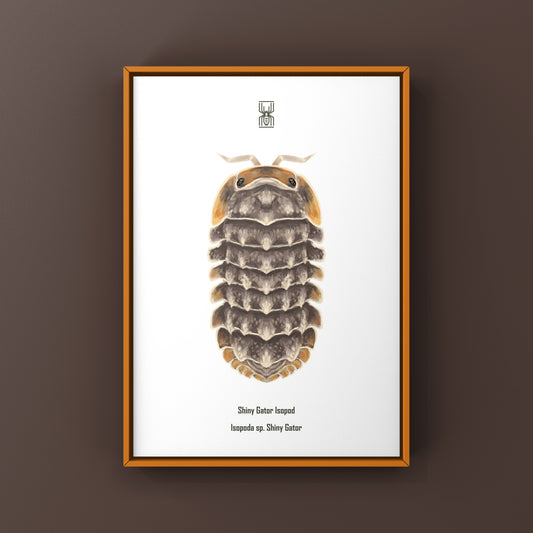 Shiny Gator Isopod art print featuring detailed illustration of Isopoda sp. on white background by The Silk Ranch