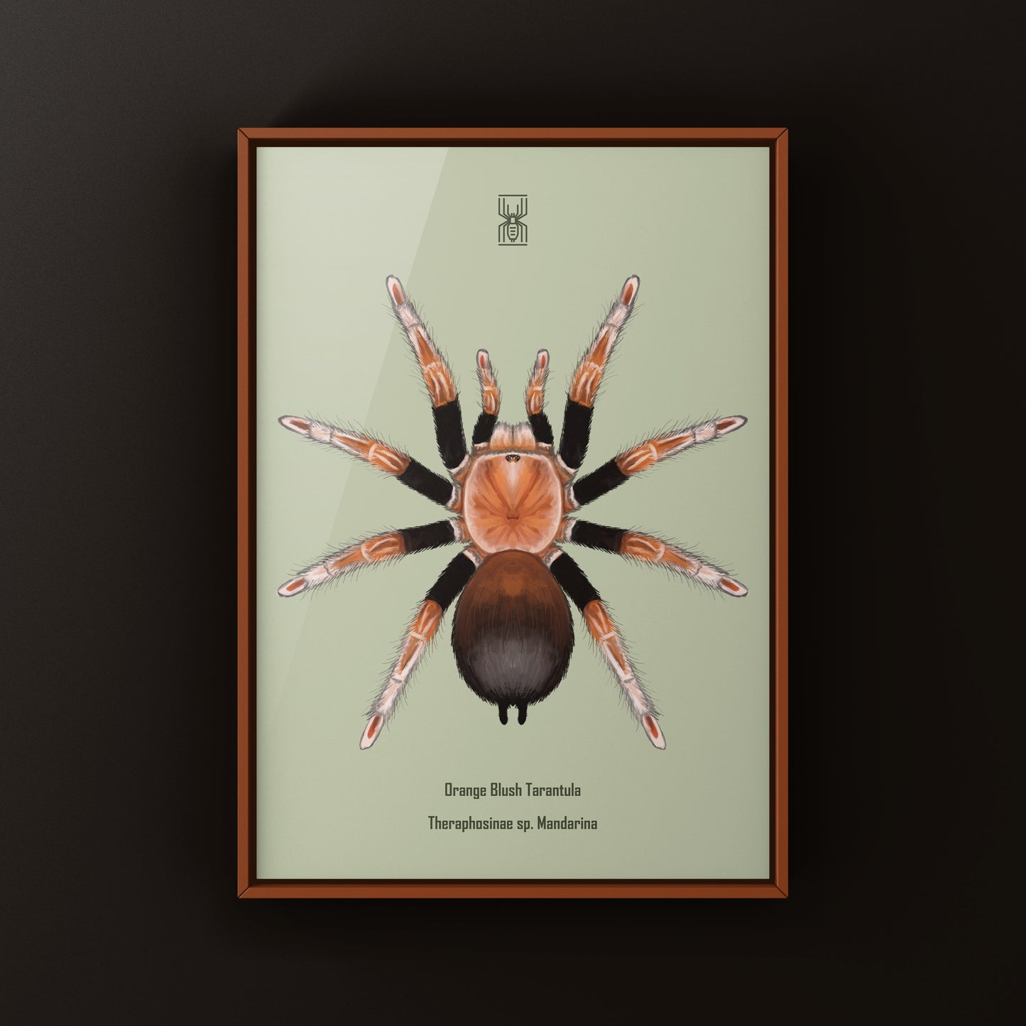 Orange Blush Tarantula Art Print (Theraphosinae sp. Mandarina)