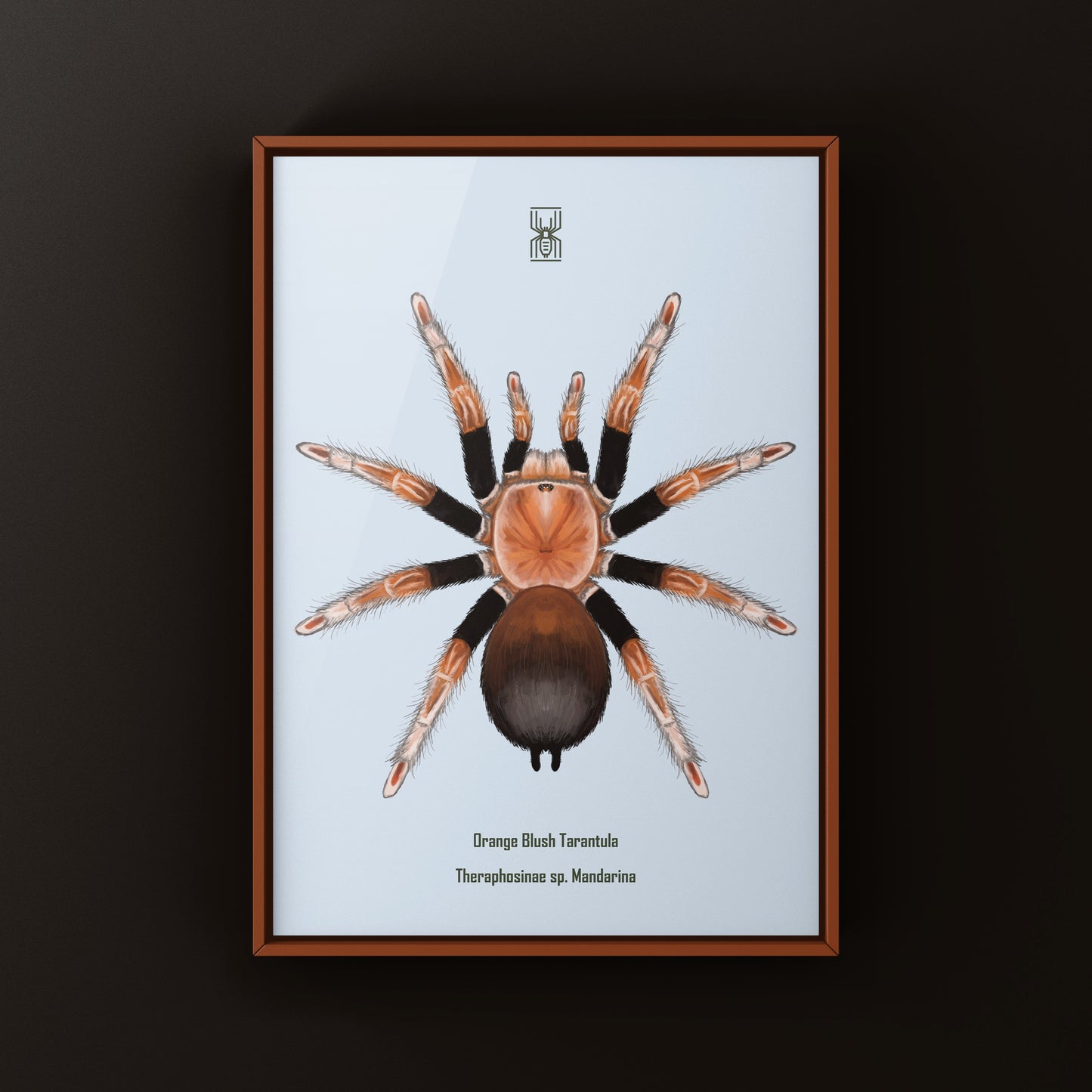 Orange Blush Tarantula Art Print (Theraphosinae sp. Mandarina)