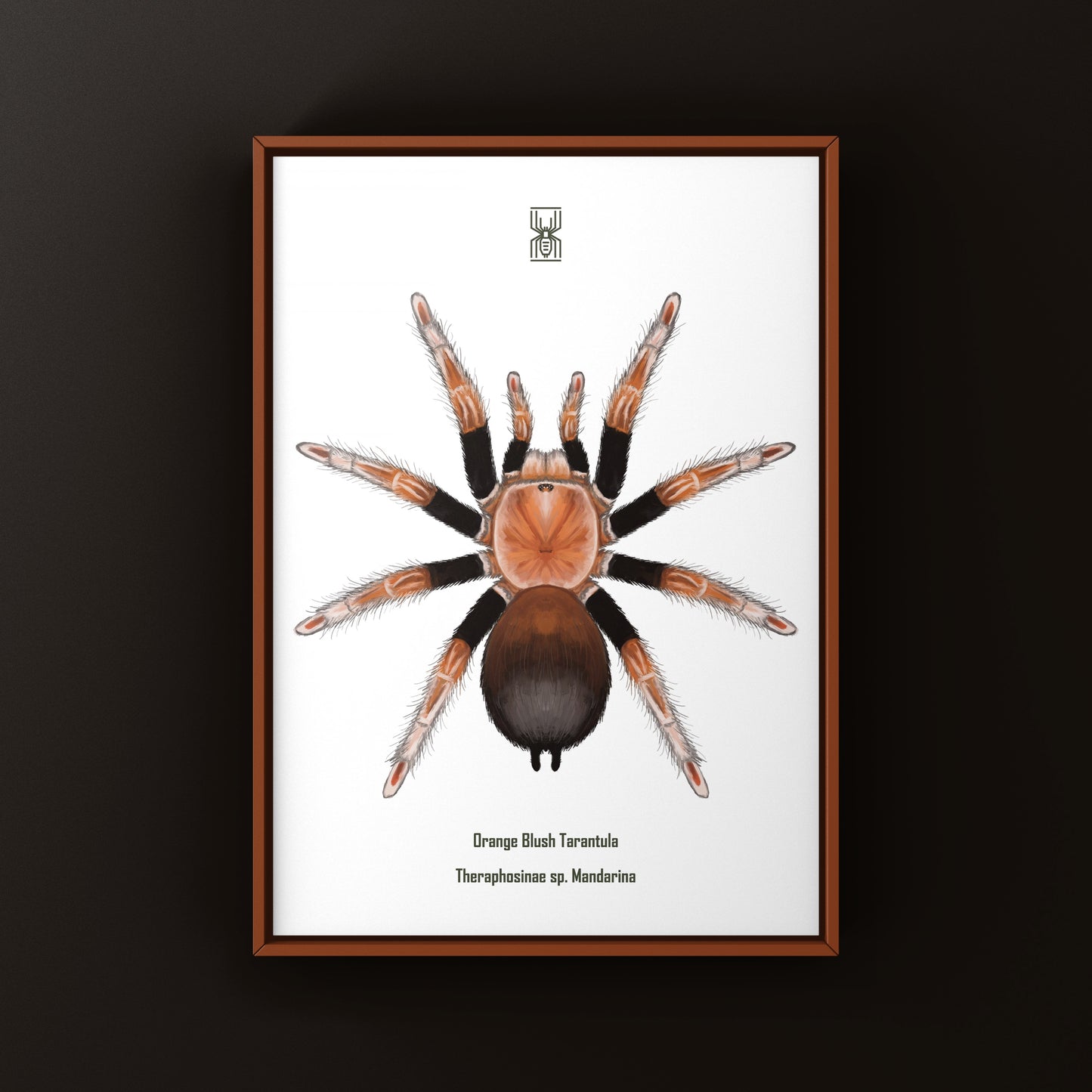 Orange Blush Tarantula Art Print (Theraphosinae sp. Mandarina)