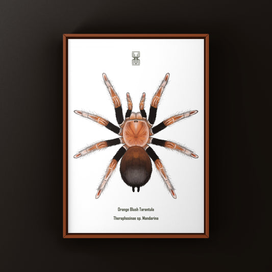Orange blush tarantula art print by The Silk Ranch displaying detailed Theraphosinae sp. Mandarina illustration.